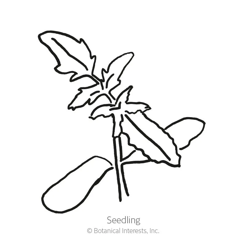 Chocolate Cherry Pole Cherry Tomato Seeds