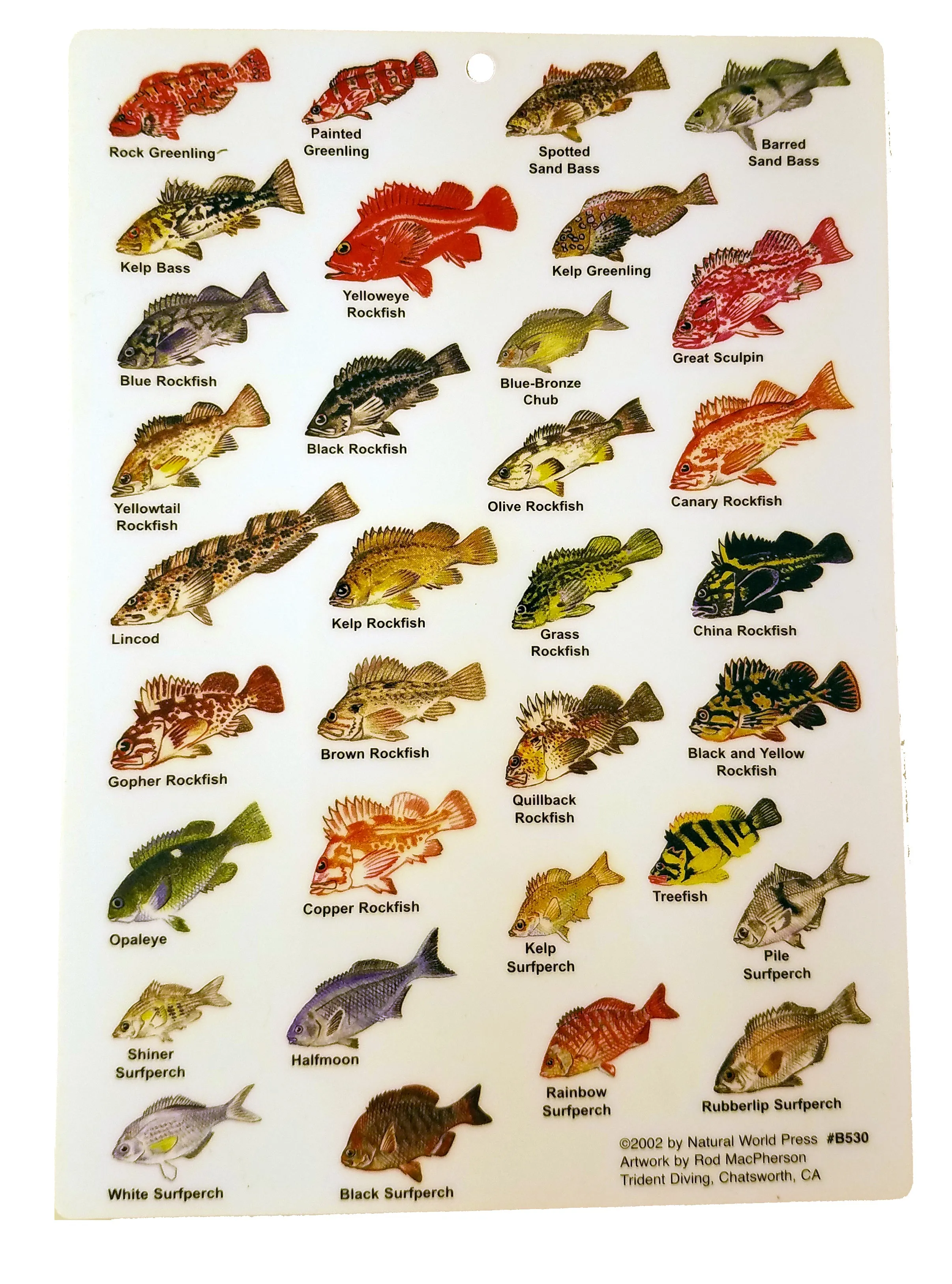 Pacific Coast Fishes Card